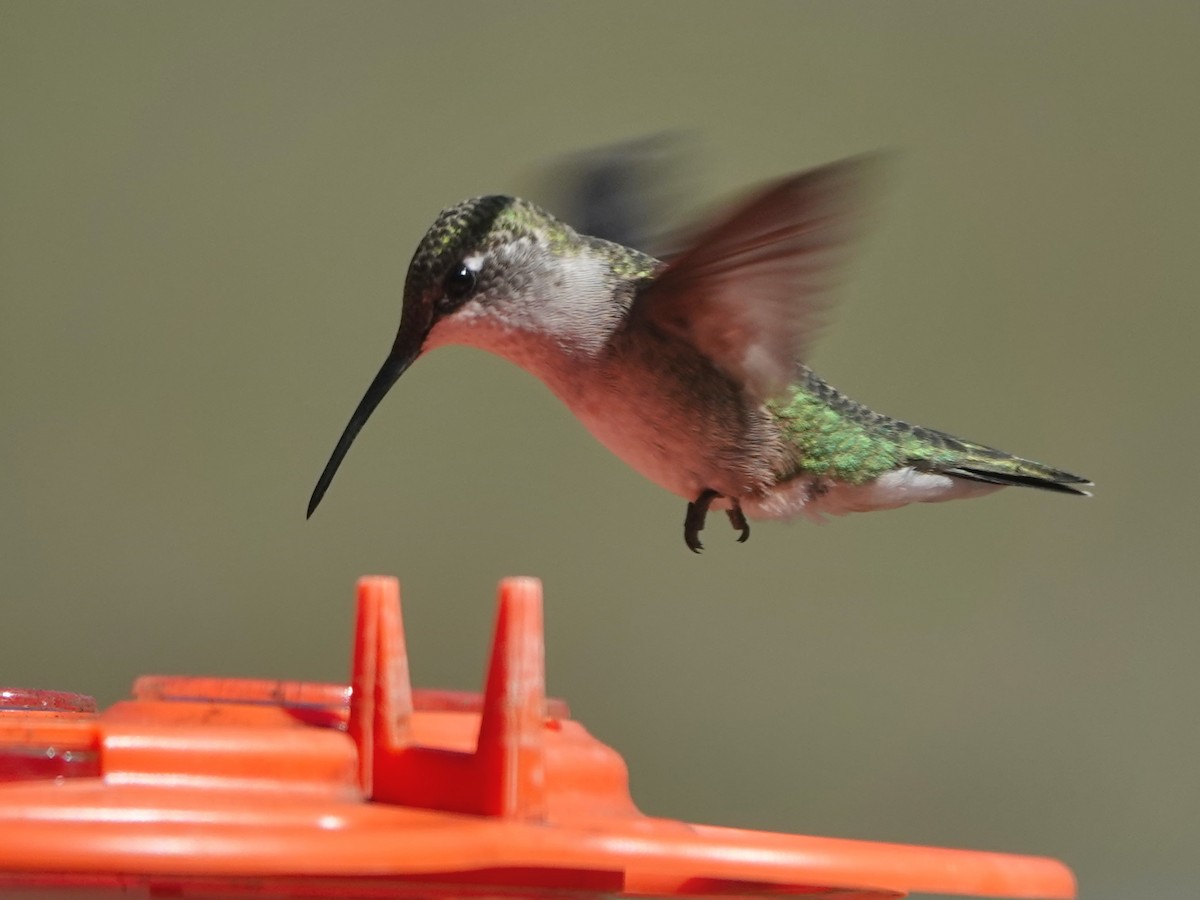 Ruby-throated Hummingbird - ML599865711