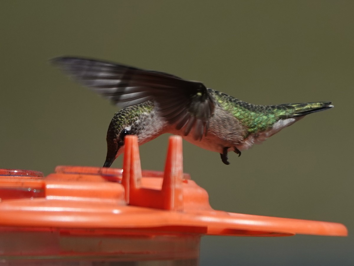 Ruby-throated Hummingbird - ML599865721