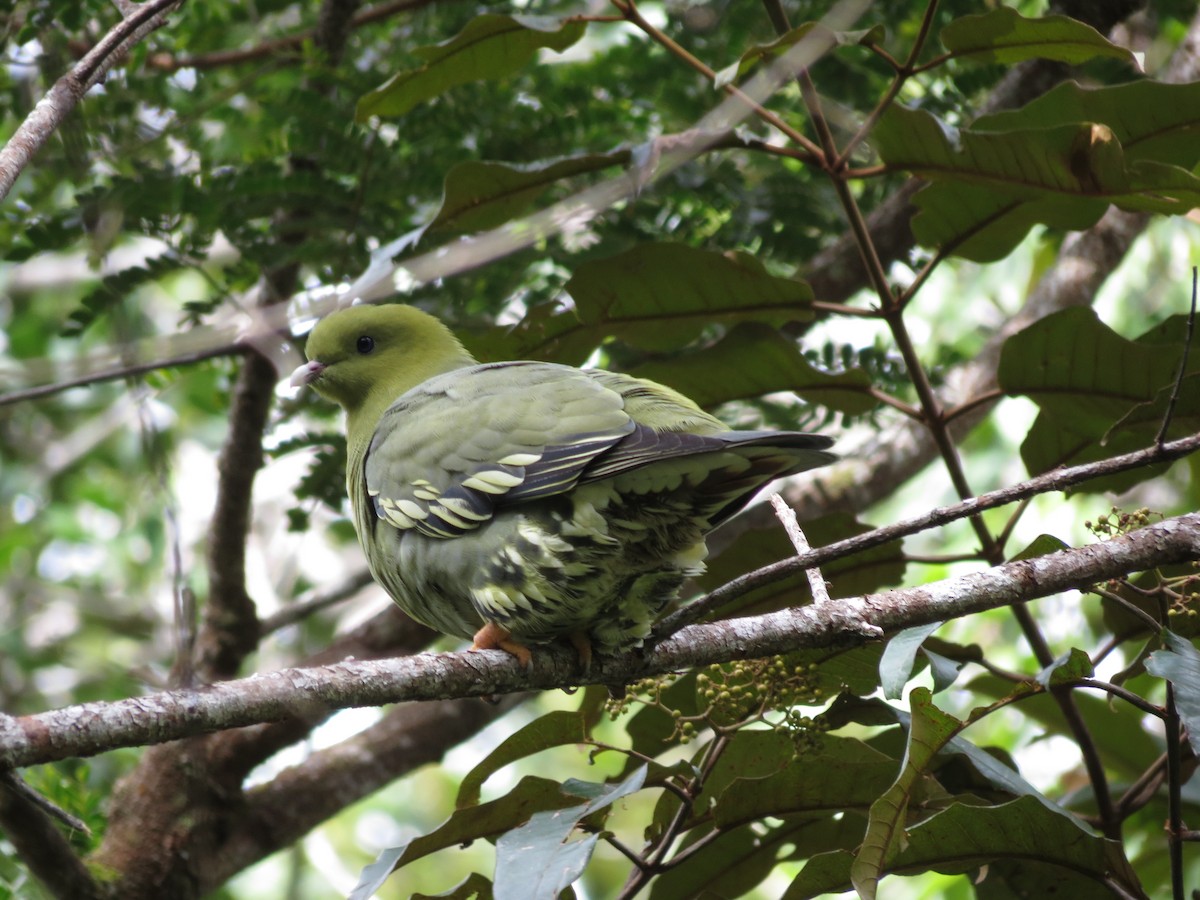 Madagascar Green-Pigeon - Chuck Burt