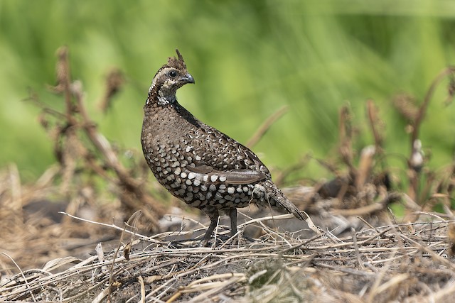 Photos - Ocellated Quail - Cyrtonyx ocellatus - Birds of the World