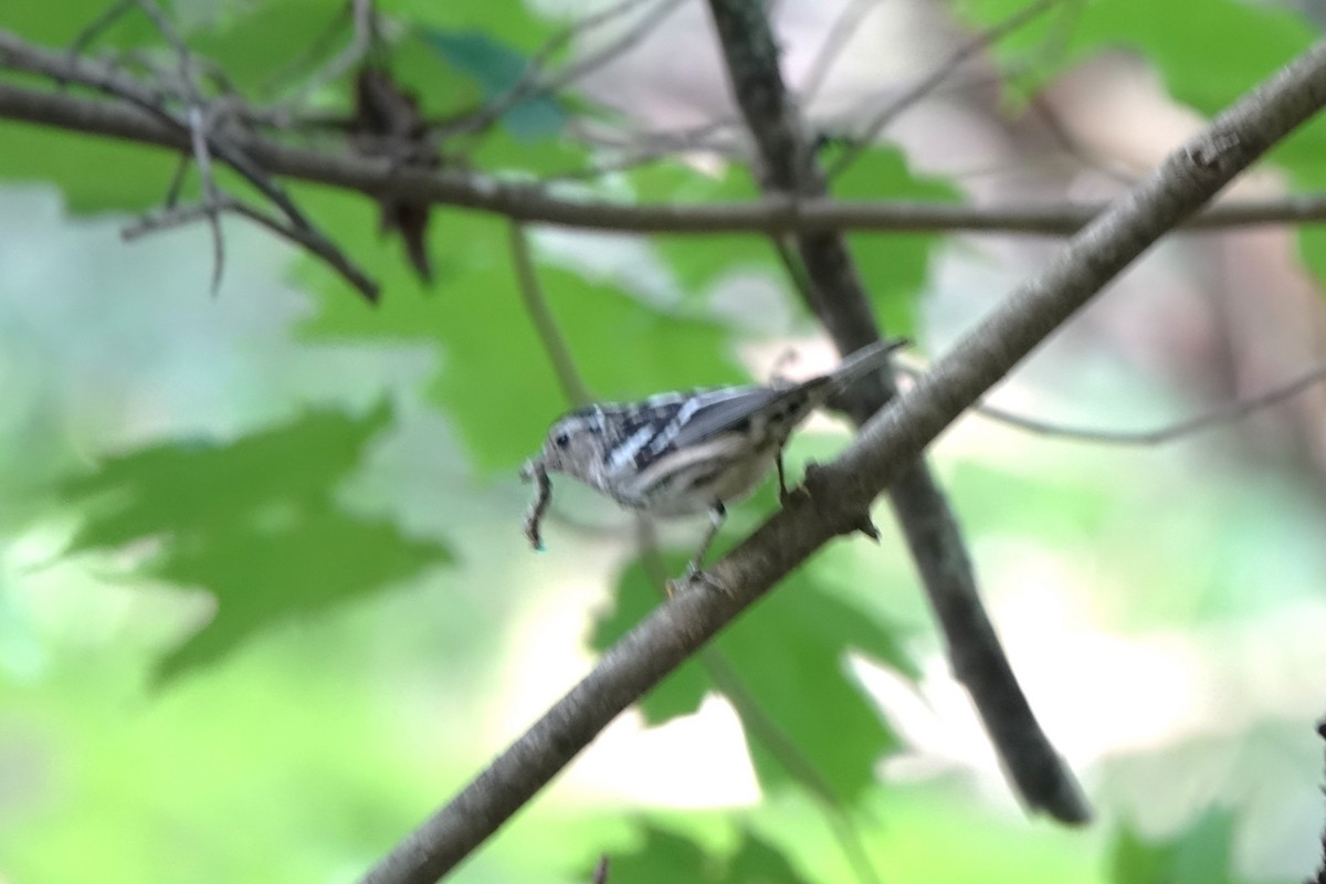 Black-and-white Warbler - ML599870451