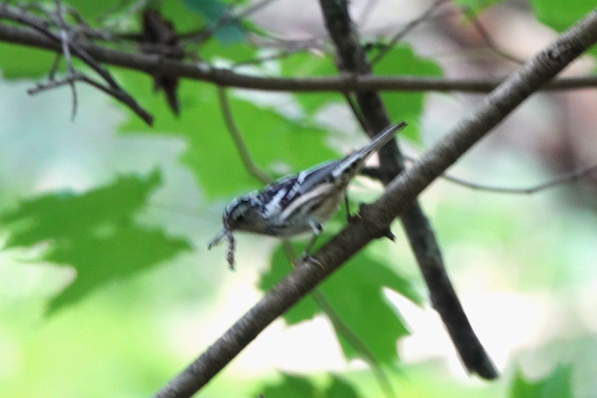 Black-and-white Warbler - ML599870511