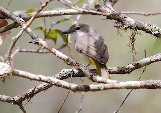  - Fawn-breasted Whistler