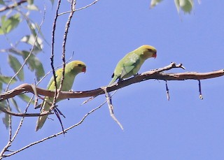  - Olive-headed Lorikeet