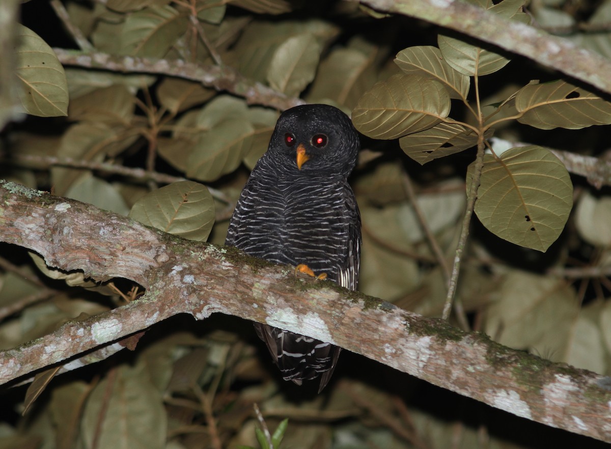 Black-banded Owl - ML59987421