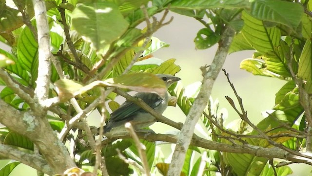 Blue-gray Tanager - ML599880541