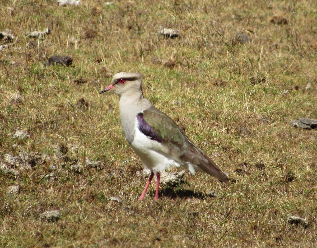 Andean Lapwing - ML599883431