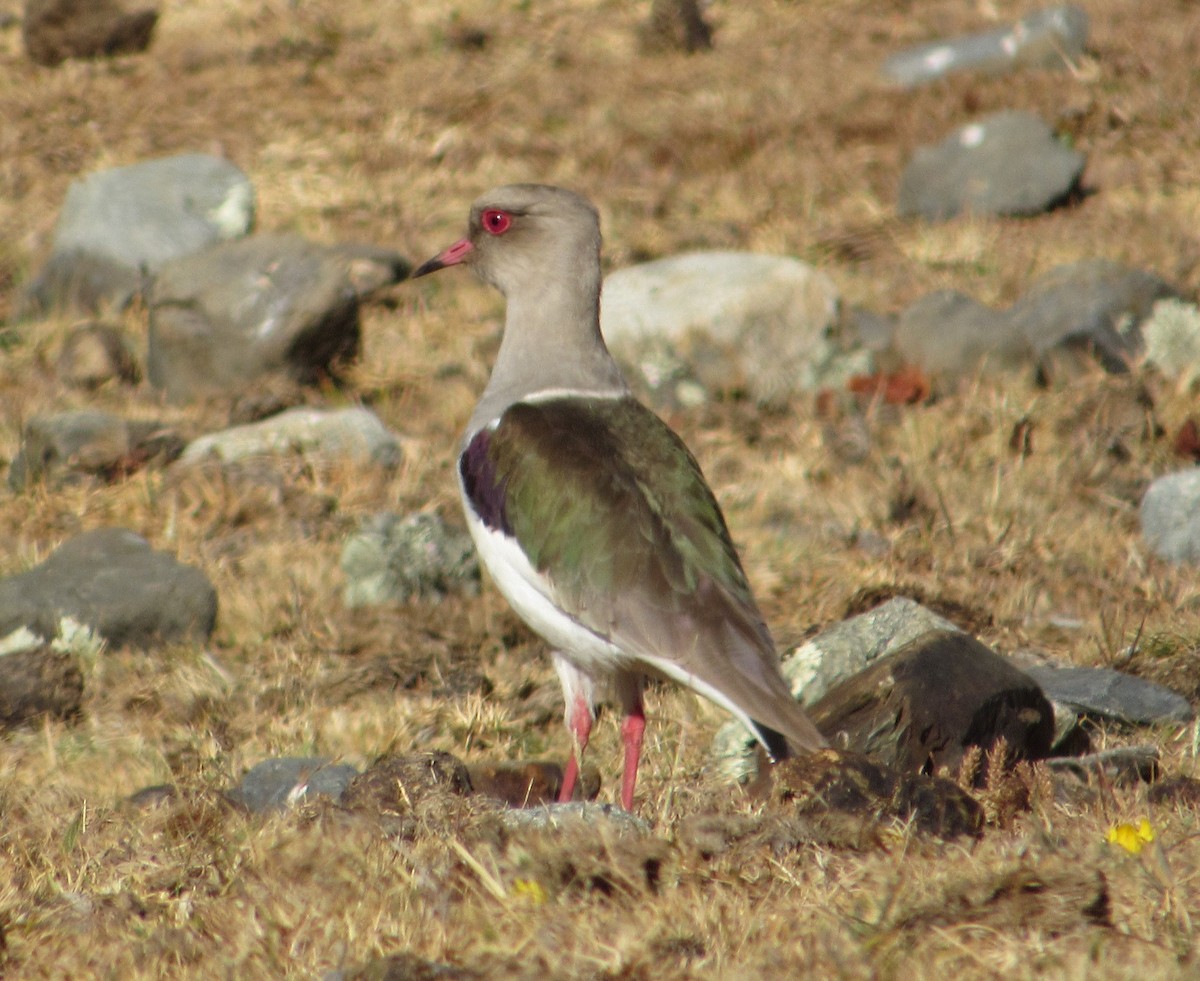 Andean Lapwing - ML599883451