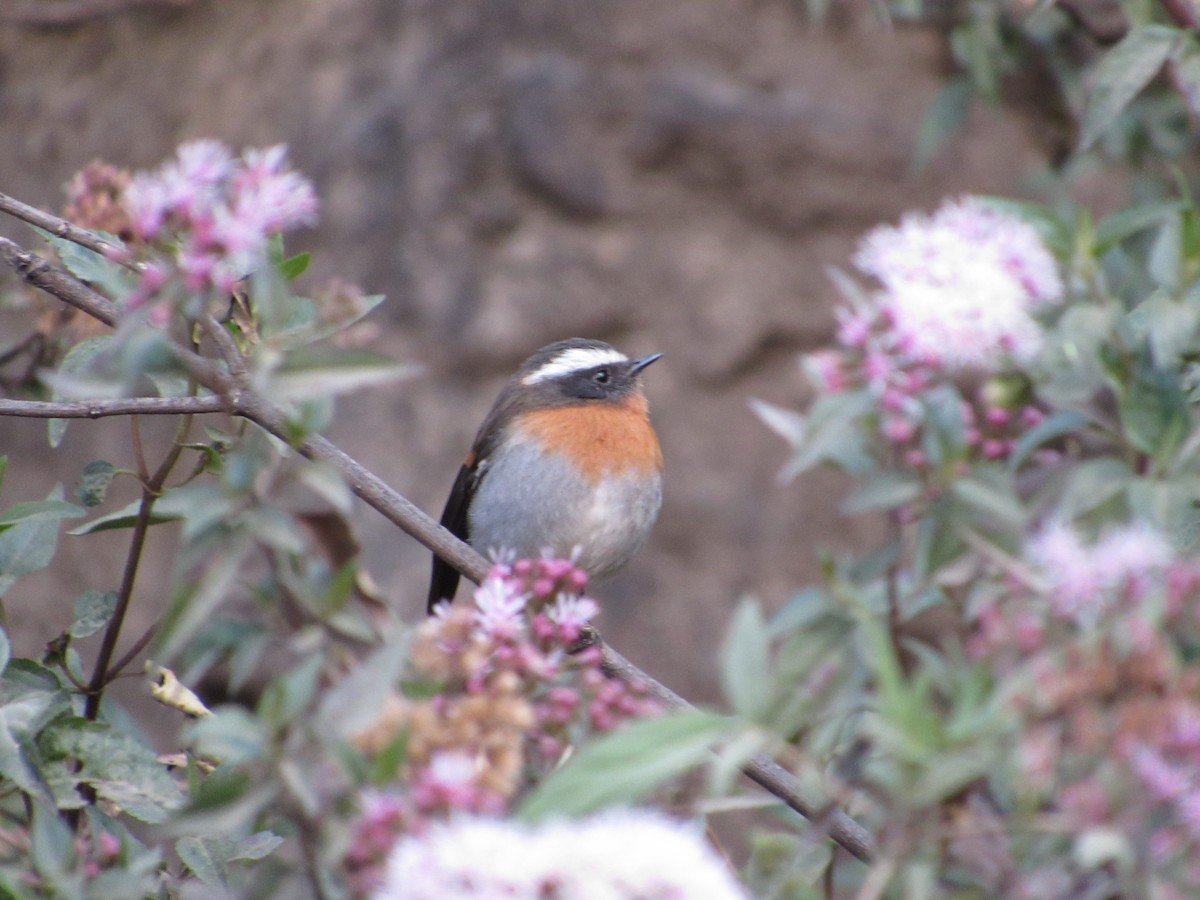 Rufous-breasted Chat-Tyrant - ML599883951