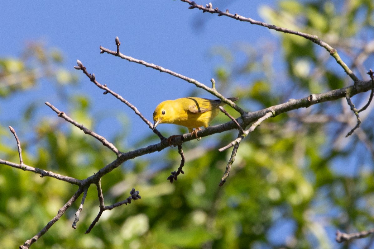 Yellow Warbler - ML599884821