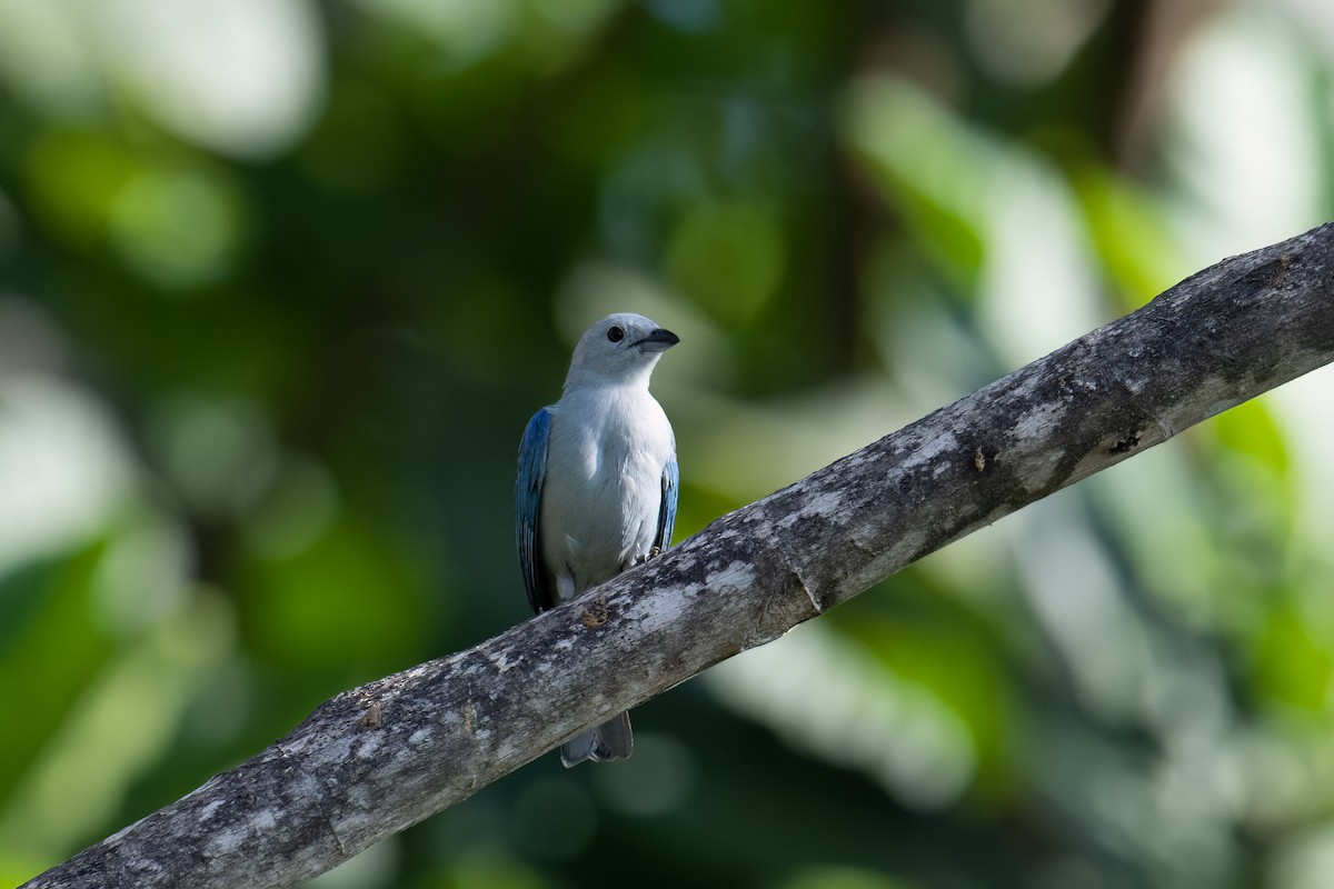 Blue-gray Tanager - ML599885651