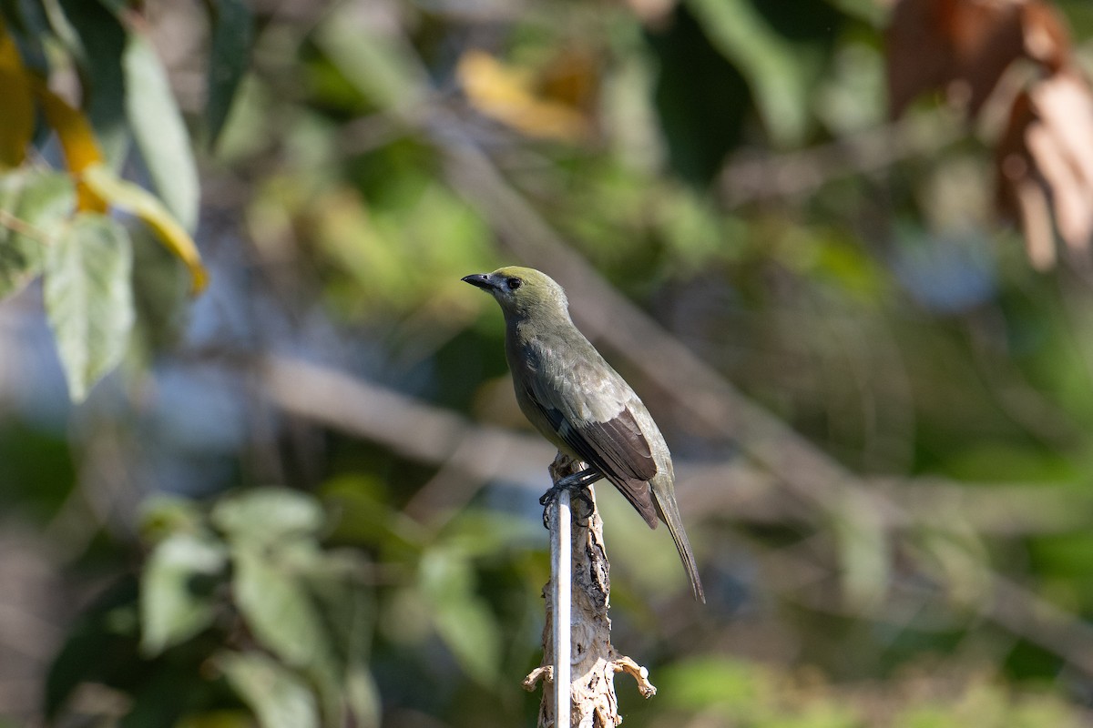 Palm Tanager - Andrew Newmark