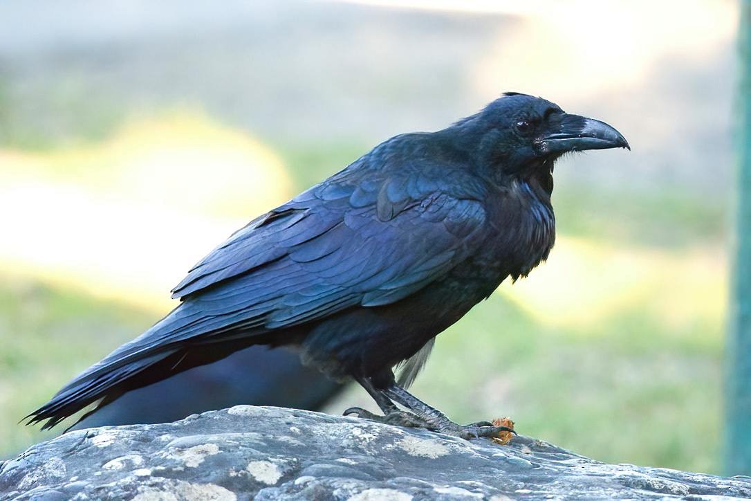 Common Raven - ML599886521