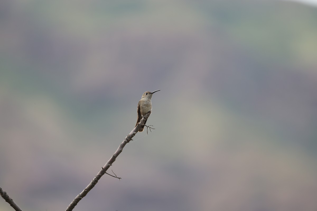 Spot-throated Hummingbird - ML599887511