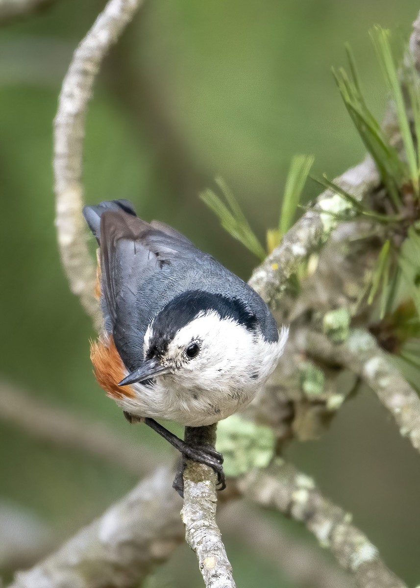 White-cheeked Nuthatch - ML599888381