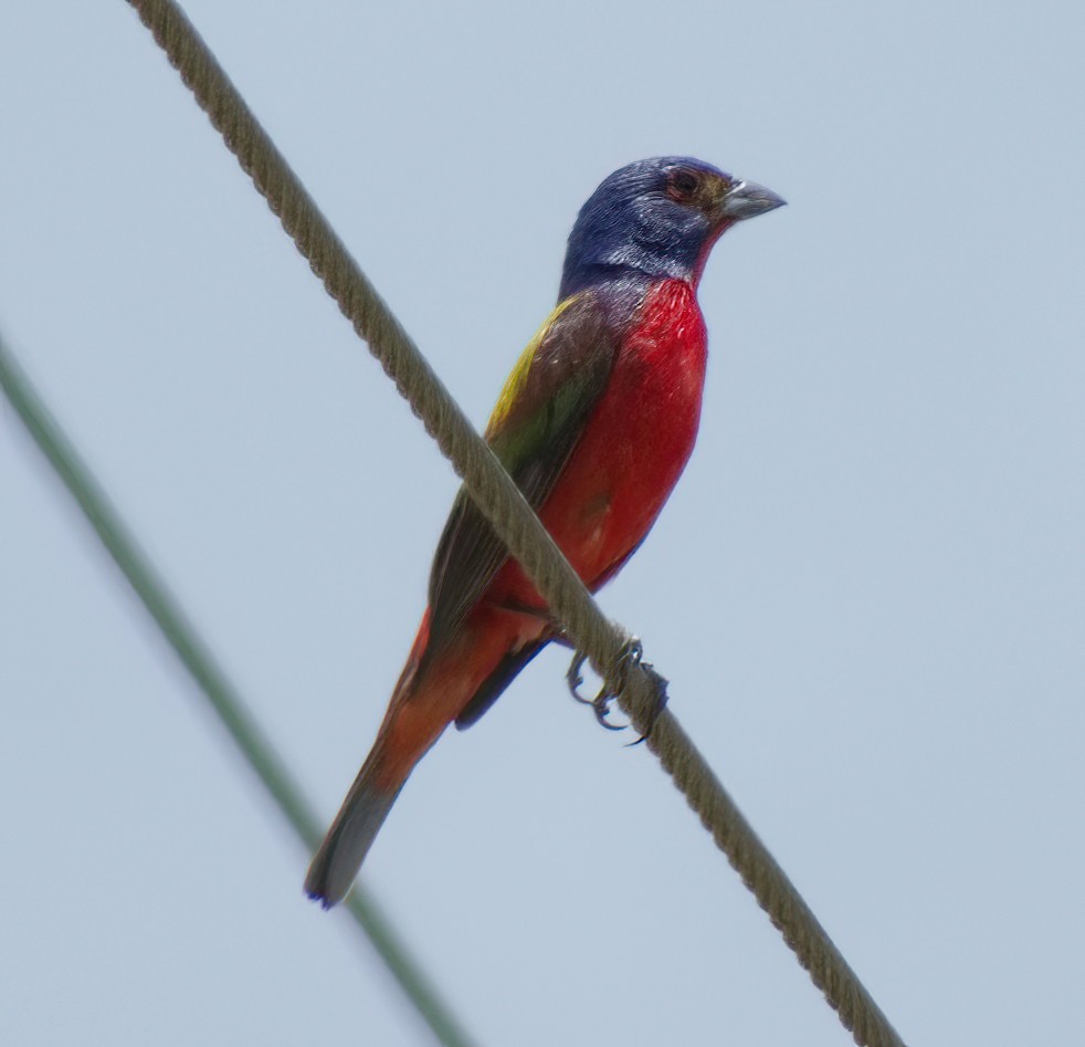 Painted Bunting - ML599889671