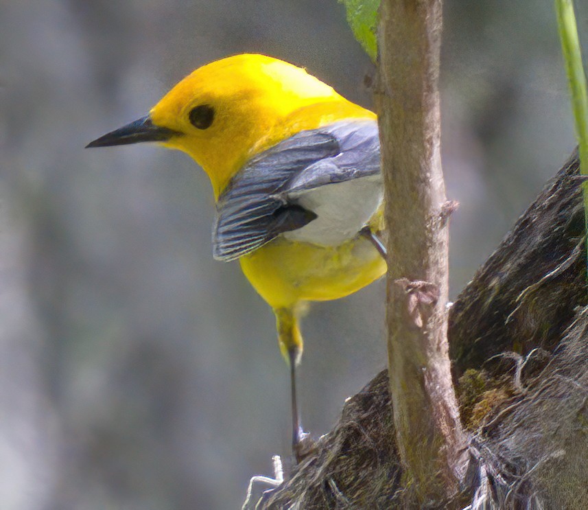 Prothonotary Warbler - ML599890031