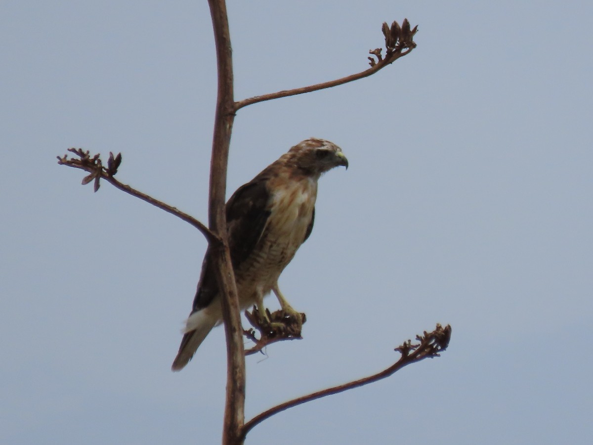 Red-tailed Hawk - ML599890141