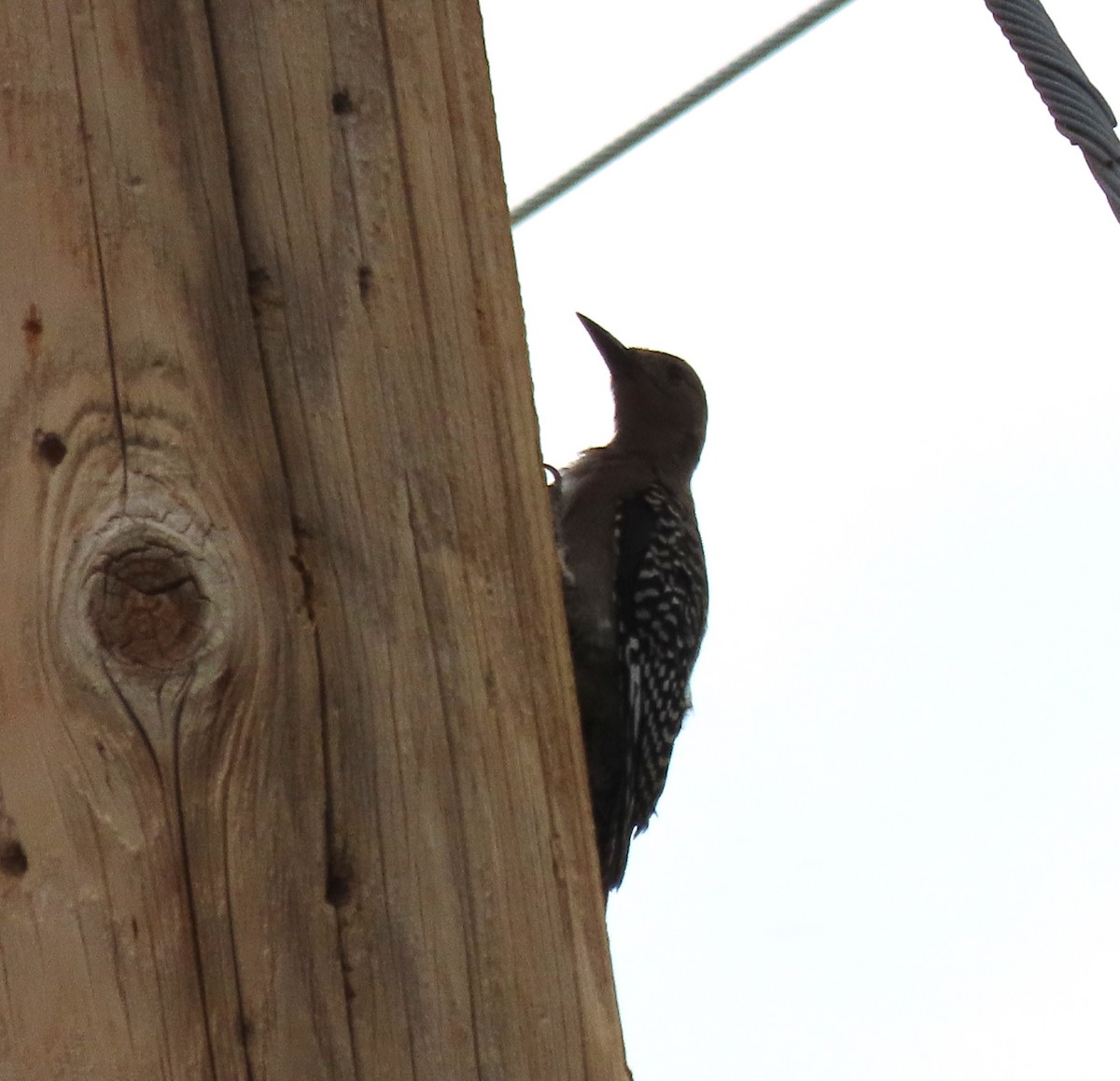 Gila Woodpecker - ML599890661