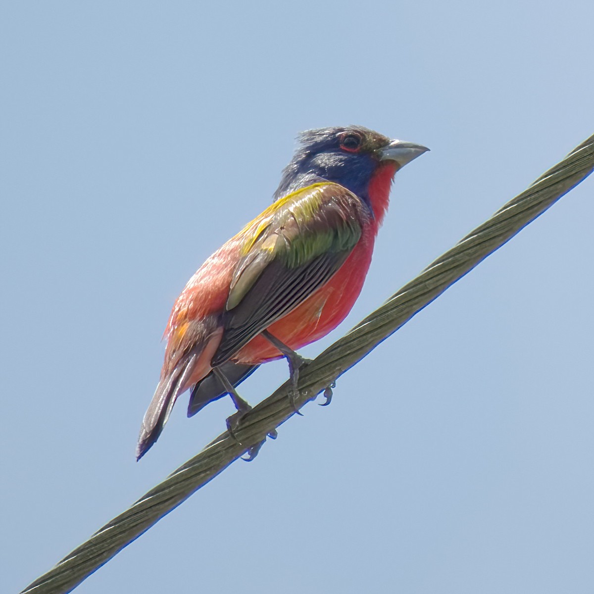 Painted Bunting - ML599891231