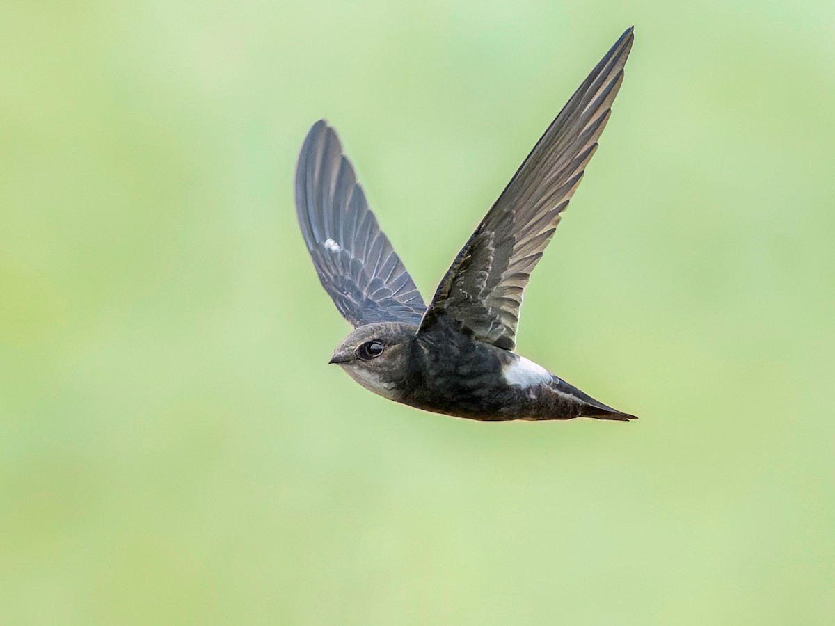 House Swift - Apus nipalensis - Birds of the World