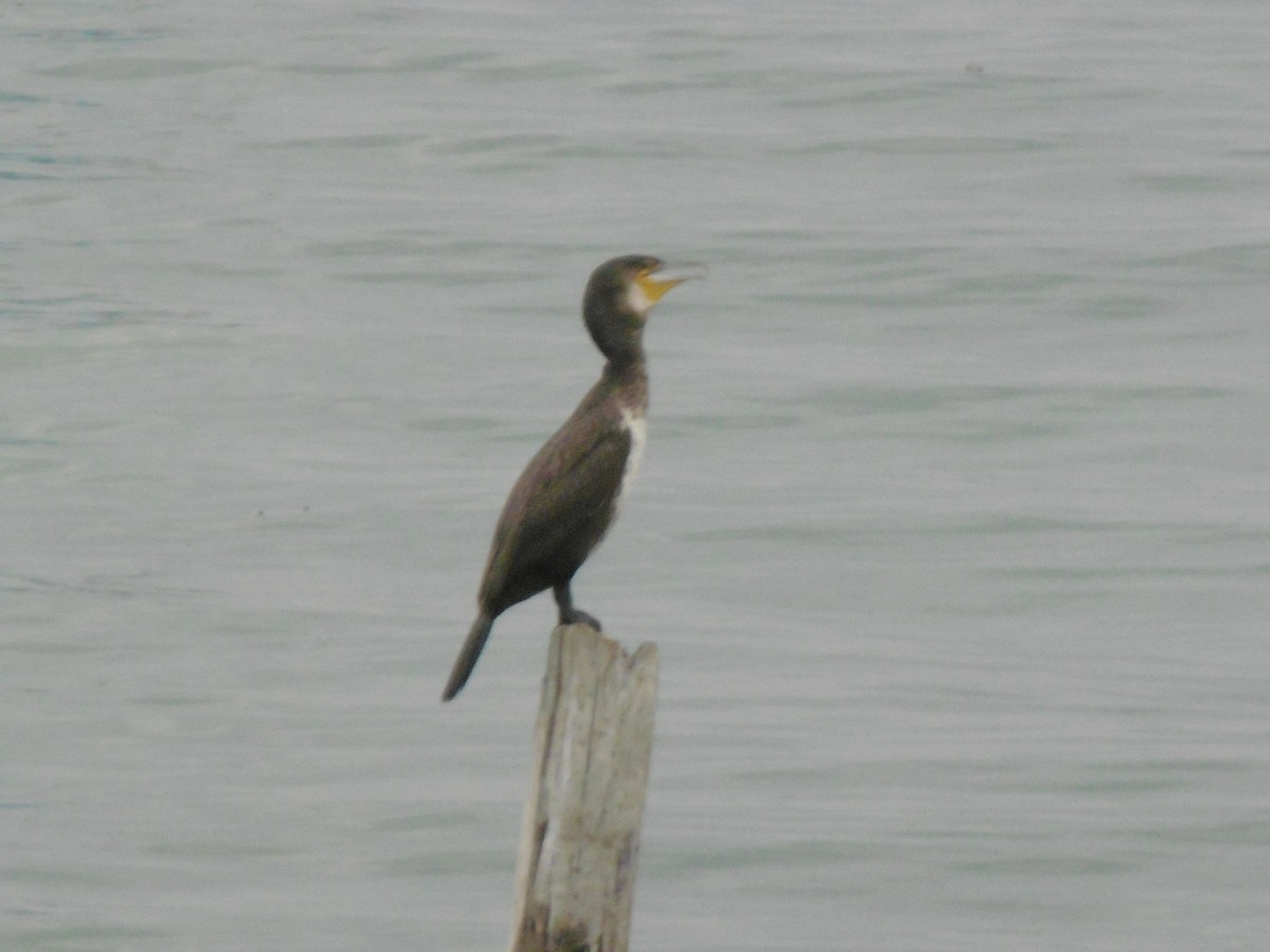 Great Cormorant - ML599891681