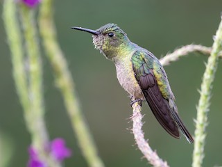  - Scaly-breasted Hummingbird