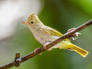  - White-bellied Erpornis