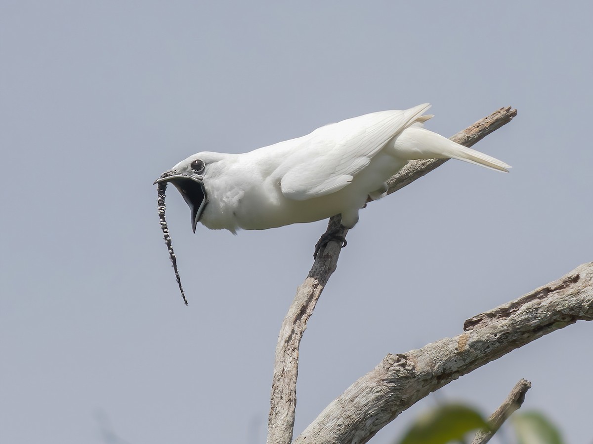 White Bellbird - Procnias albus - Birds of the World