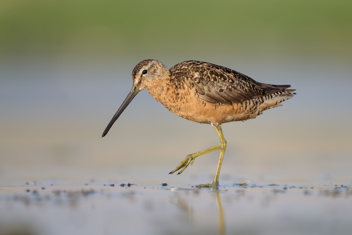 Long-billed Dowitcher - ML599895251