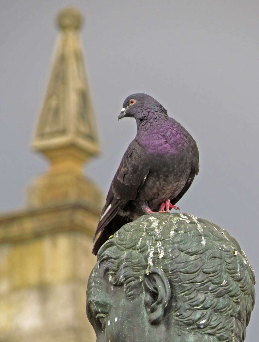 Rock Pigeon (Feral Pigeon) - ML599903431