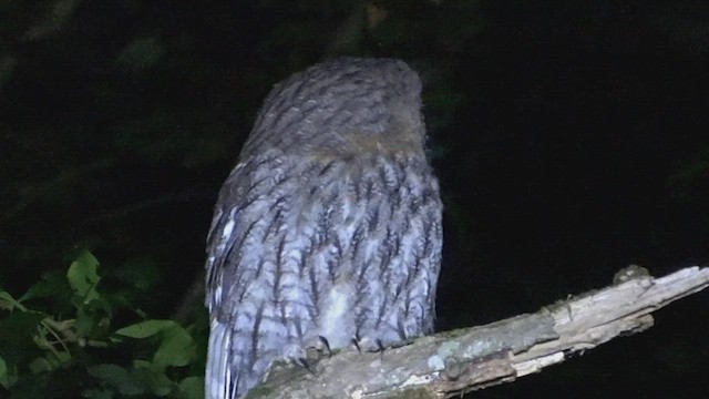 Tawny Owl - ML599903961