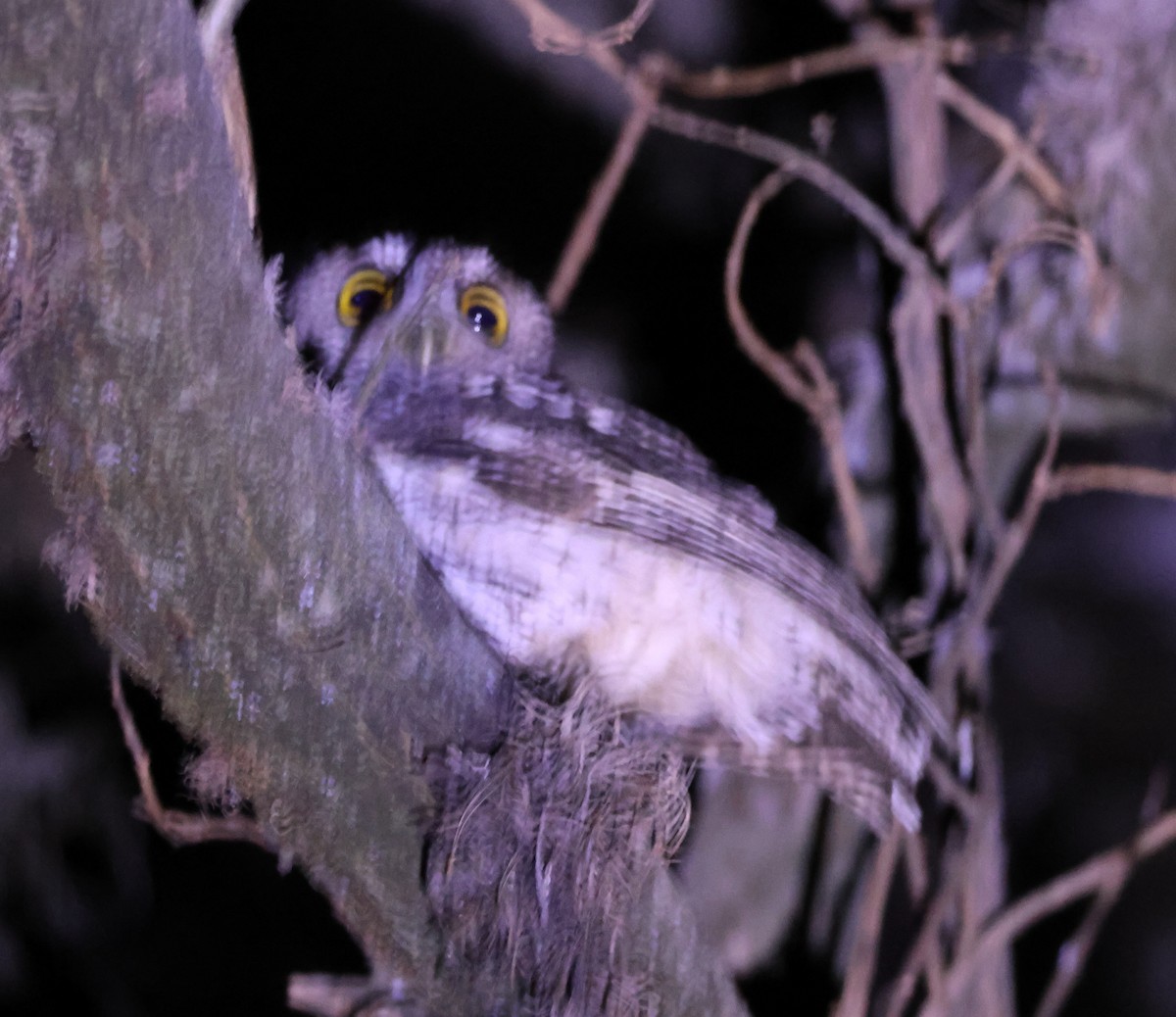 Koepcke's Screech-Owl (Apurimac) - ML599905061