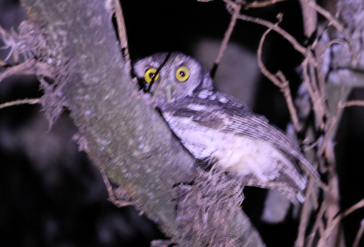 Koepcke's Screech-Owl (Apurimac) - ML599905071