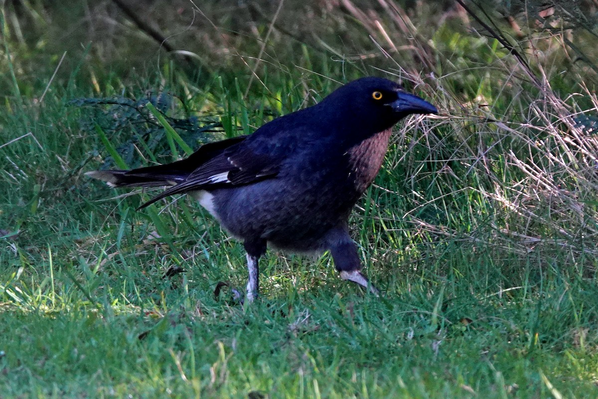 Pied Currawong - ML599906711