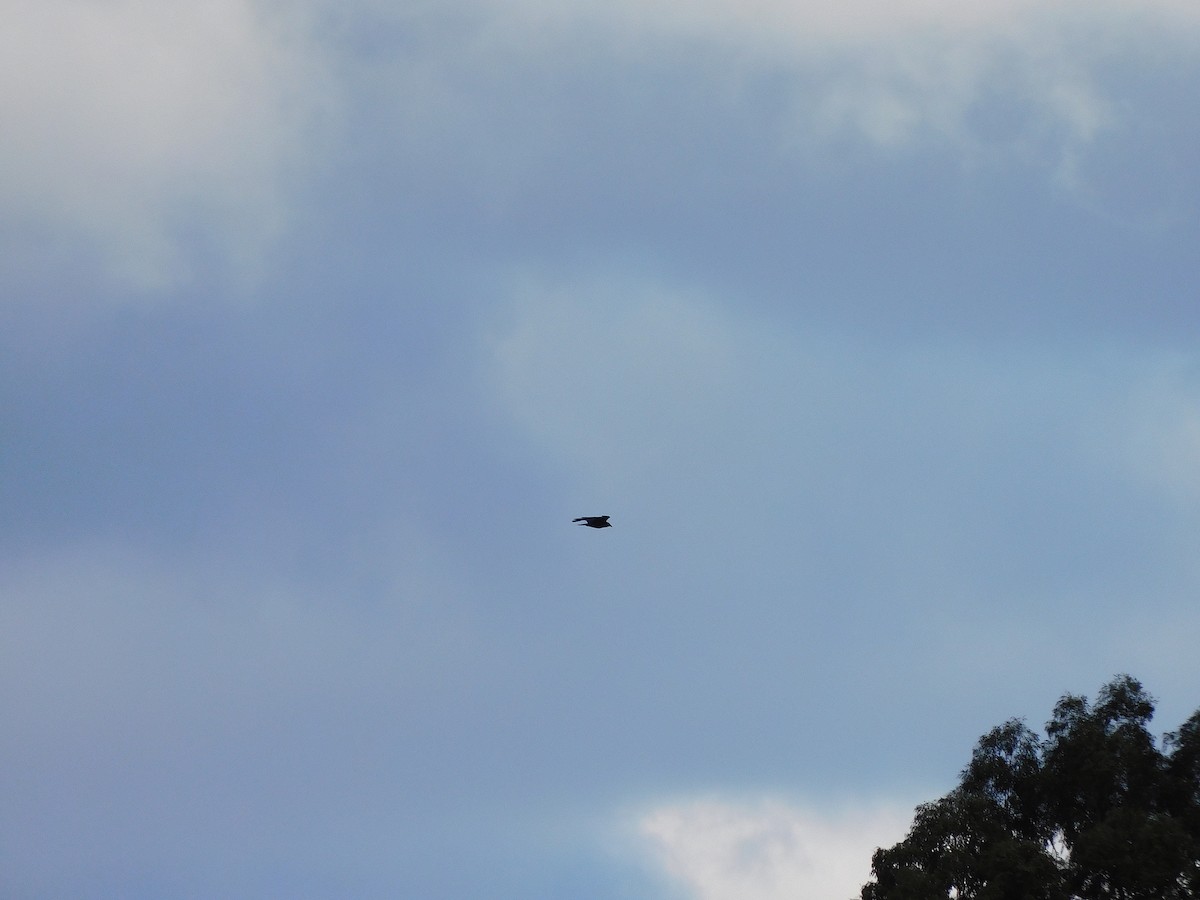 Cuervo de Tasmania - ML599906851