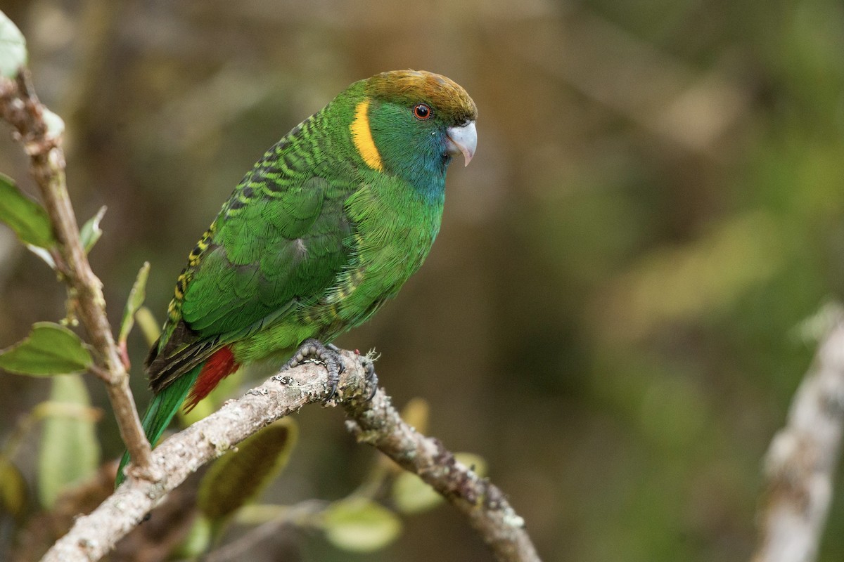 Painted Tiger-Parrot (Snow Mountains) - ML599906971