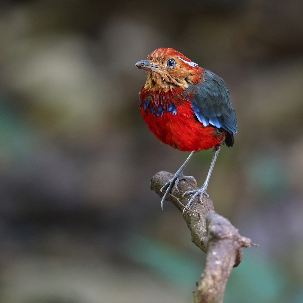 Blue-banded Pitta - ML599908201