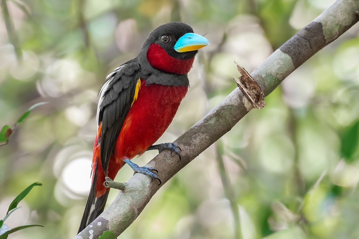 Black-and-red Broadbill (Black-and-red) - ML599911371