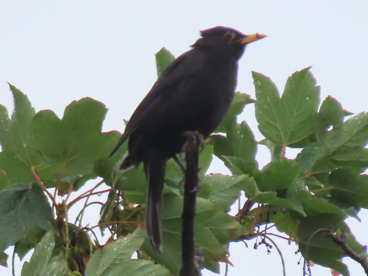 Eurasian Blackbird - ML599912011