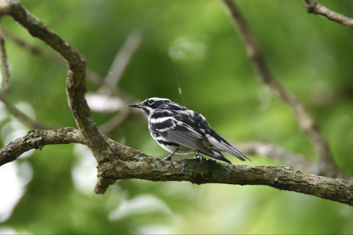 Black-and-white Warbler - Pete Monacell