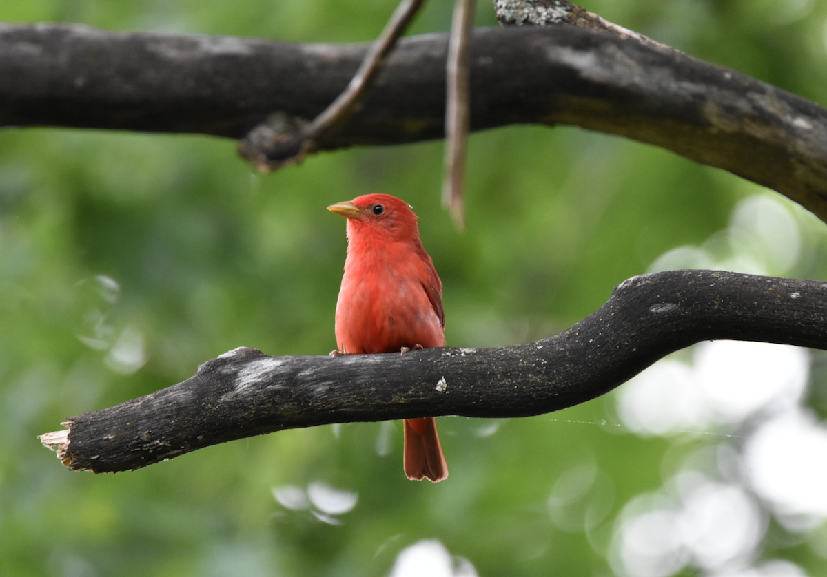 Summer Tanager - Pete Monacell