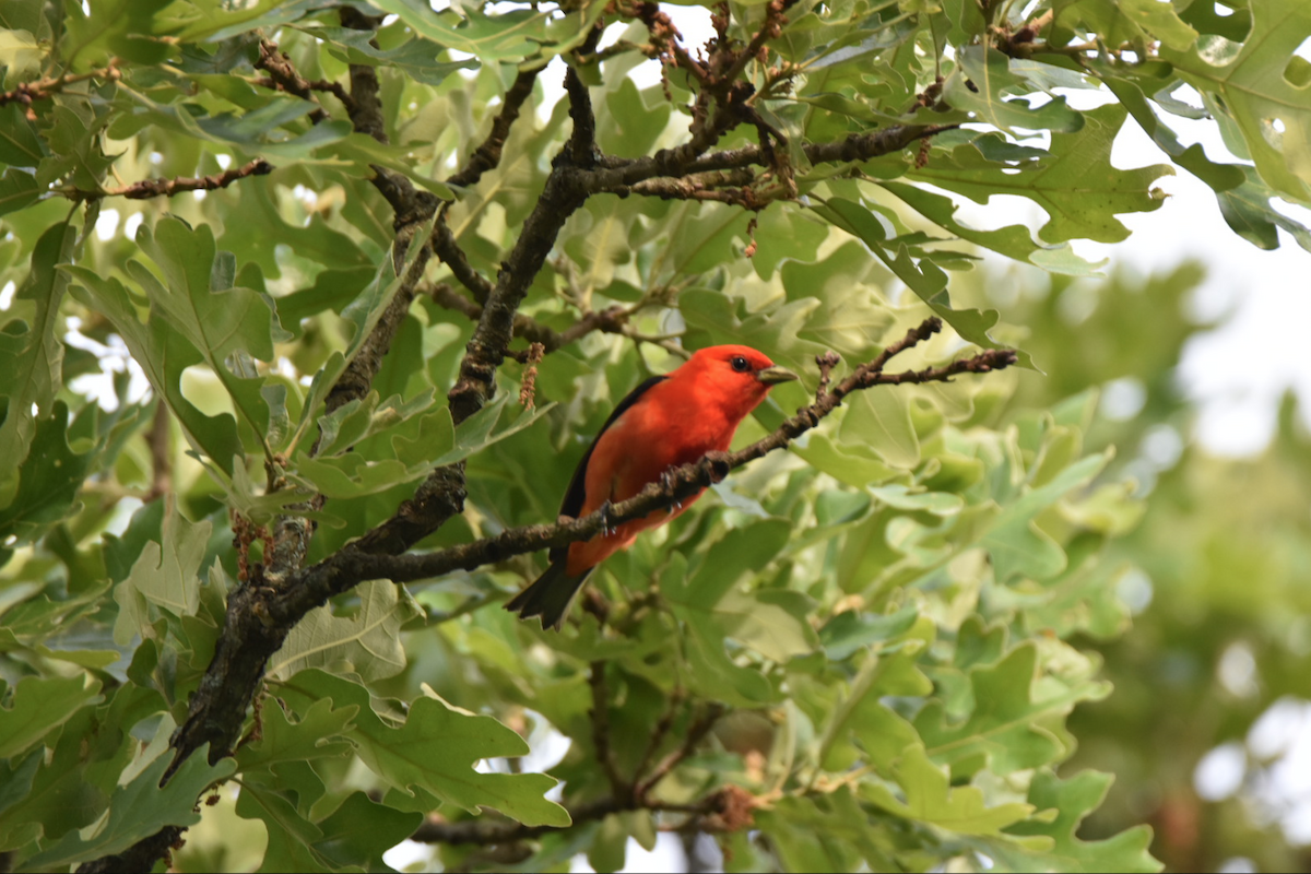 Scarlet Tanager - Pete Monacell