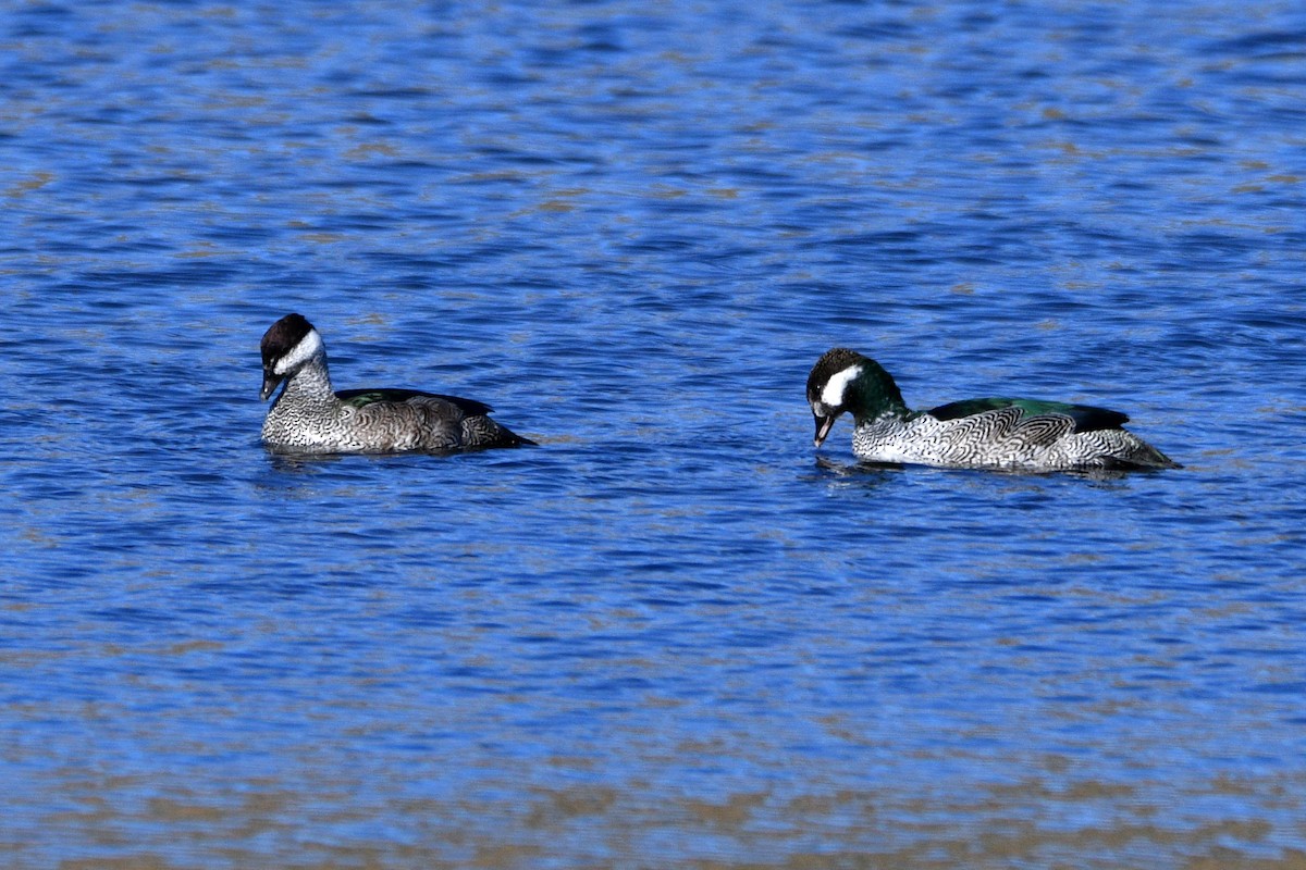 Green Pygmy-Goose - Peter & Shelly Watts