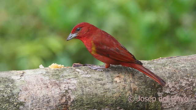 Hepatic Tanager (Highland) - ML599918381