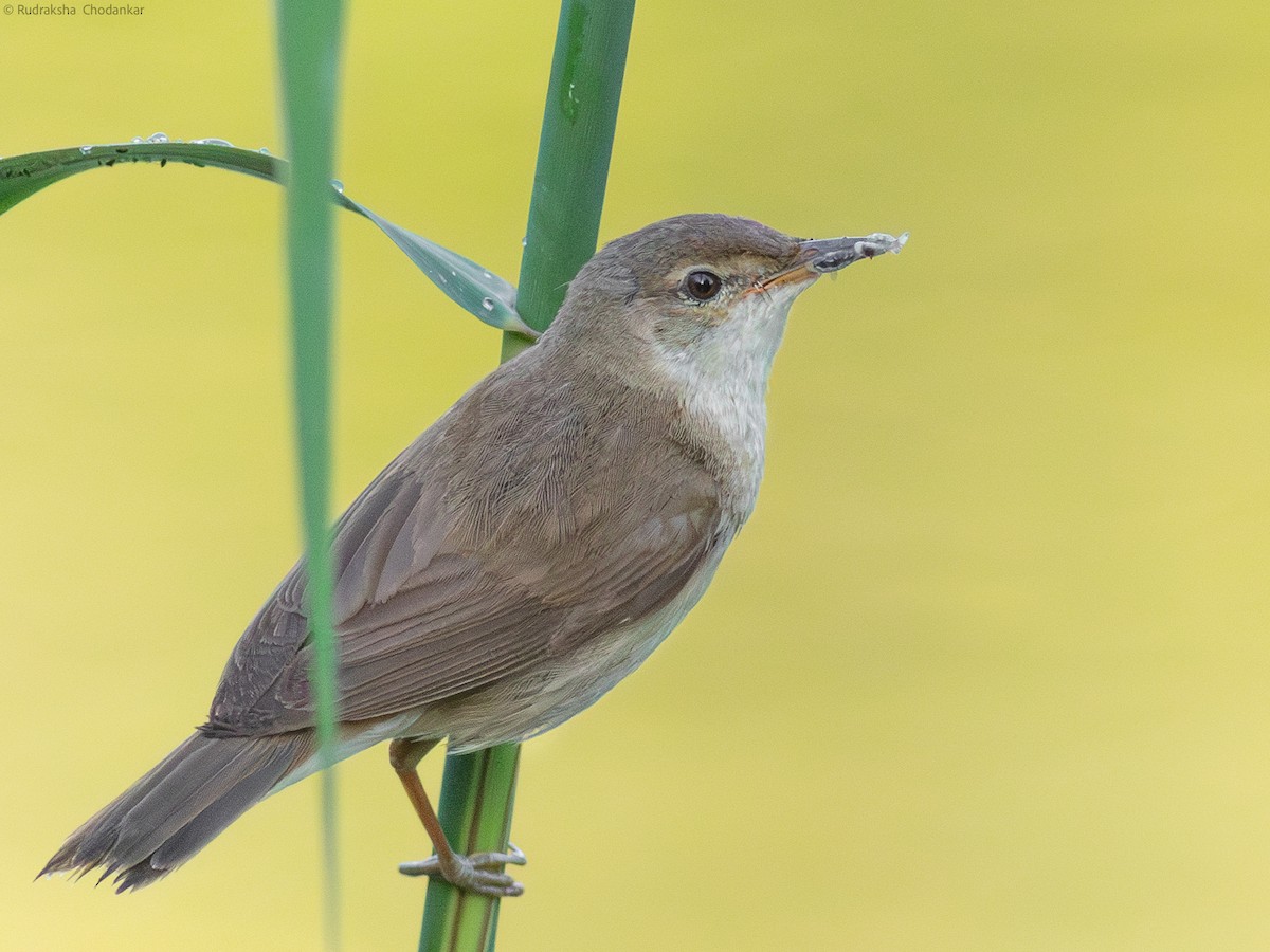 Common Reed Warbler - ML599919331