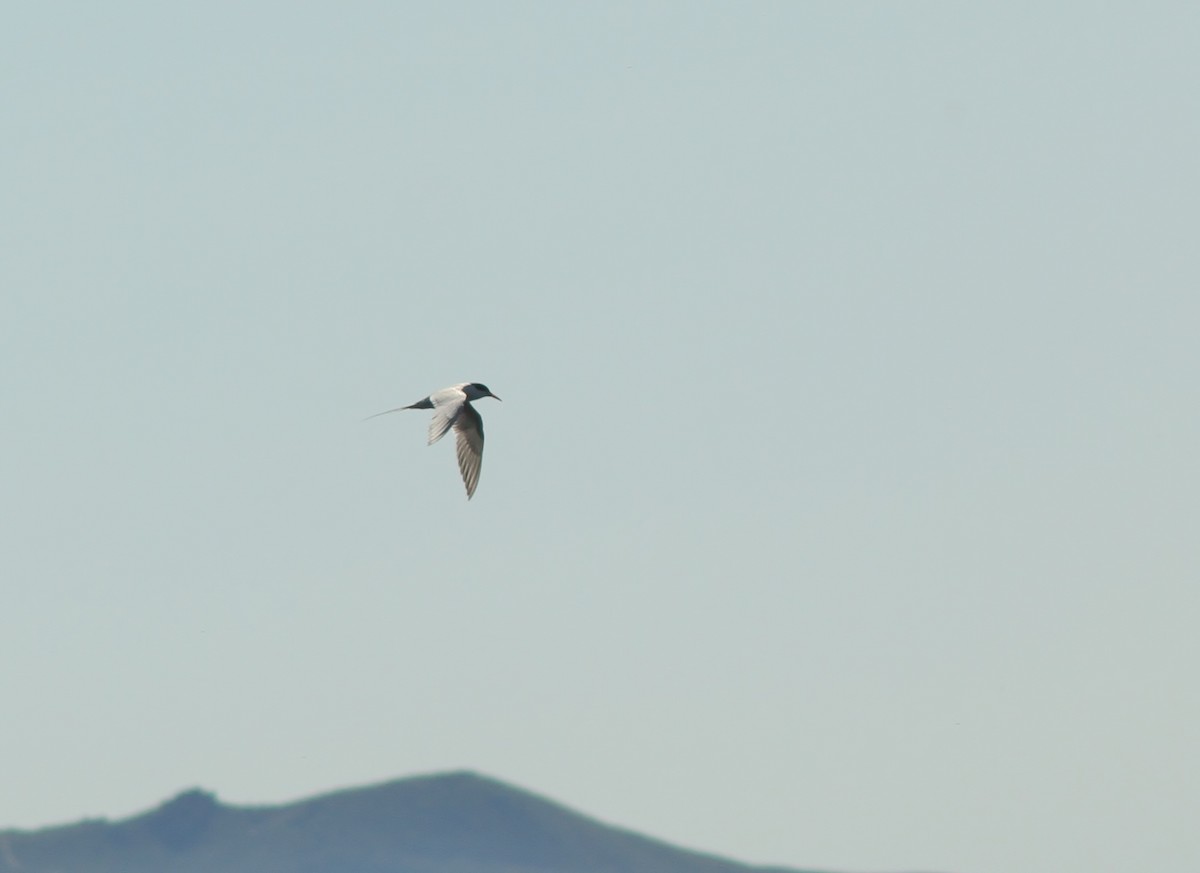 Forster's Tern - Jared Peck