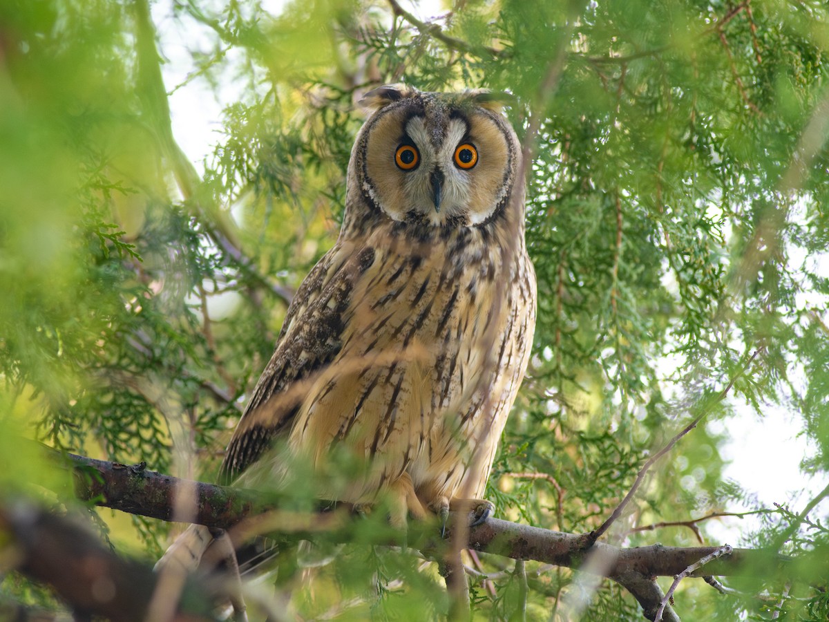 Long-eared Owl - ML599923421