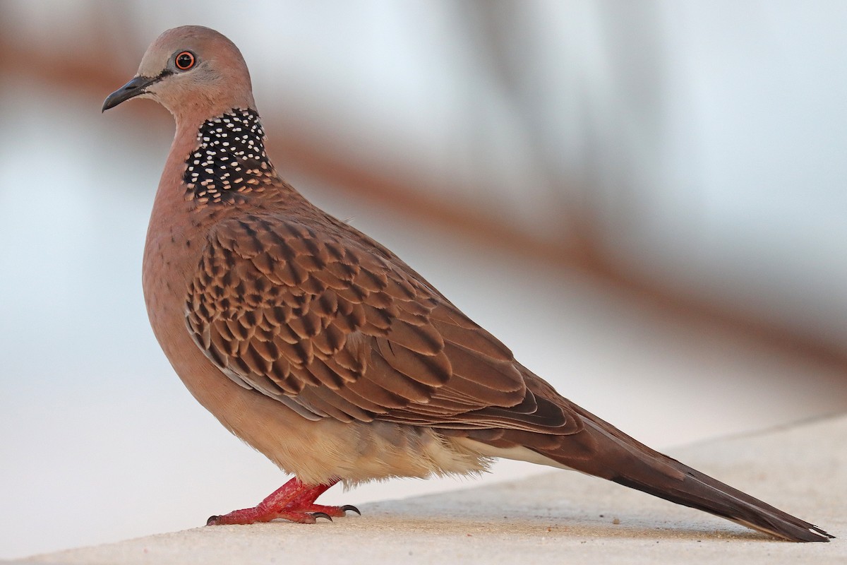 Spotted Dove - ML599929841