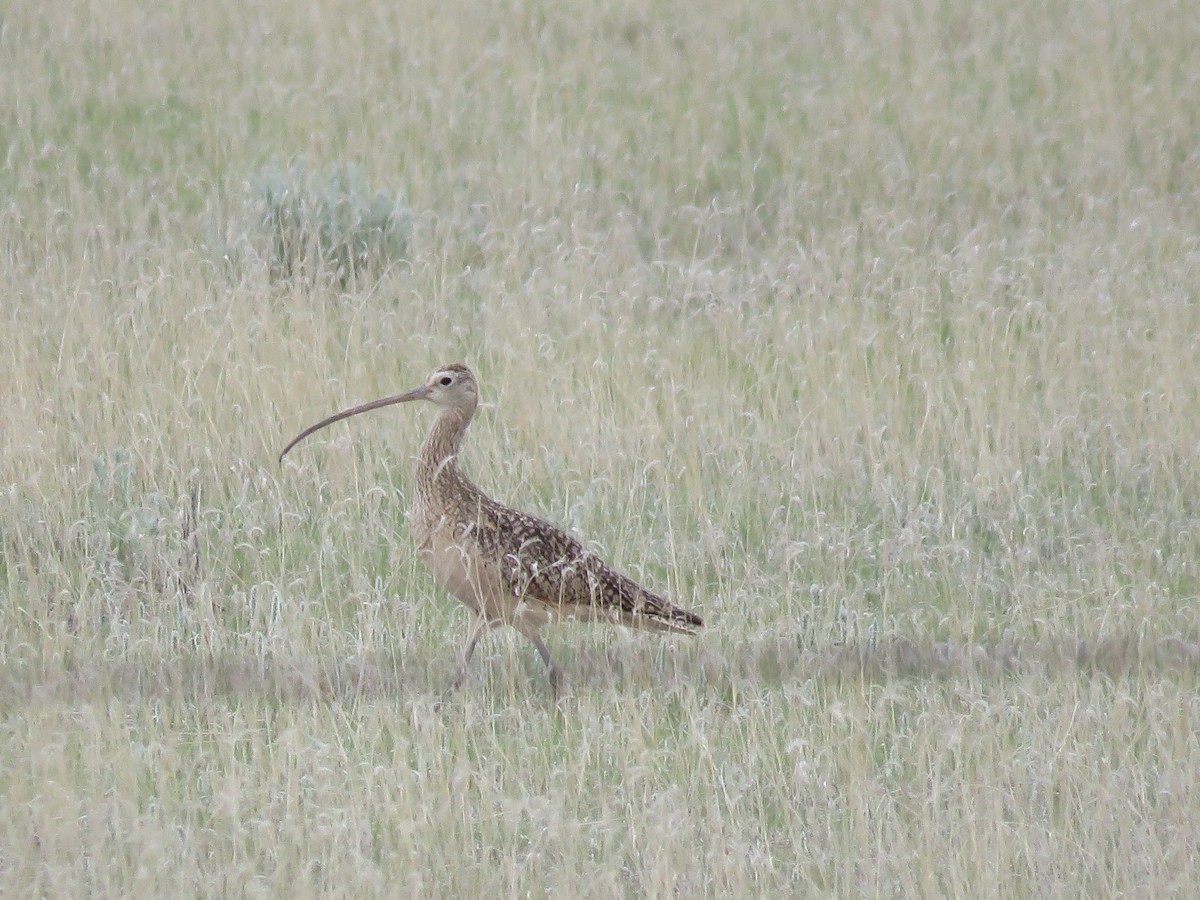 Long-billed Curlew - Dave Hawksworth